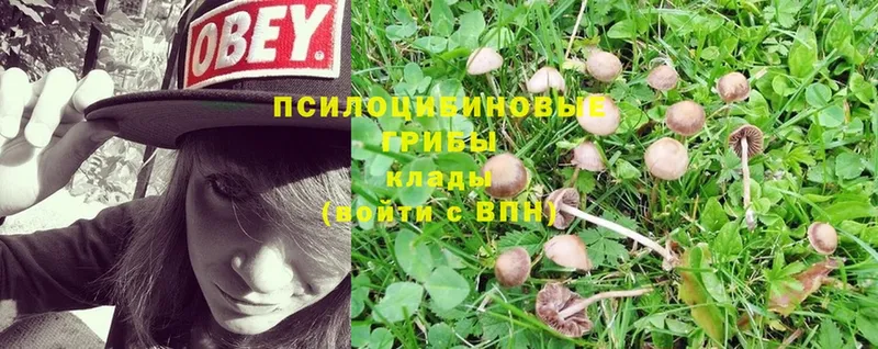 где купить   Задонск  Псилоцибиновые грибы Psilocybe 